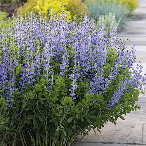 Baptisia (Blue Indigo)