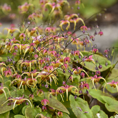 Epimedium (Barrenwort)